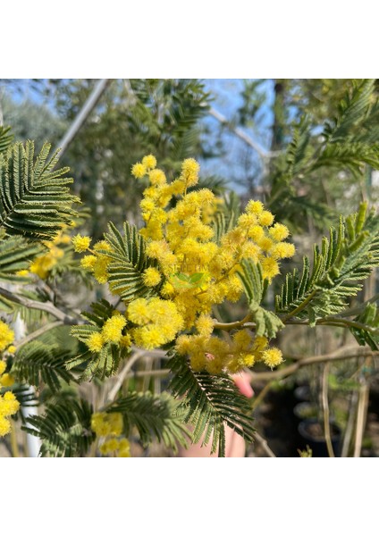 3 Yaş Mimoza Ağacı Fidanı - Gümüşi Akasya (Acacia Dealbata)