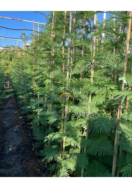 3 Yaş Mimoza Ağacı Fidanı - Gümüşi Akasya (Acacia Dealbata) fiyatları