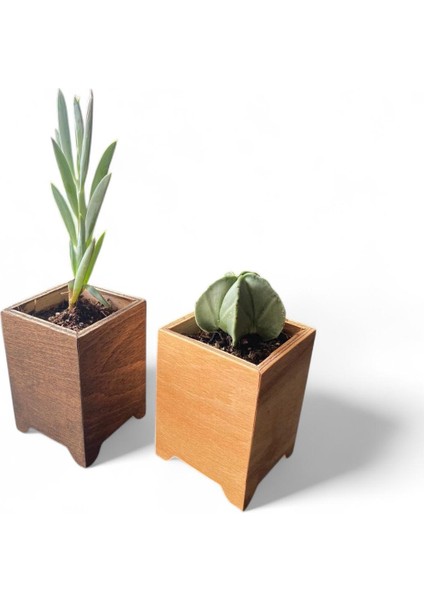 Ahşap Mini Saksılık, Masaüstü Saksılık, Saksı, Kaktüs Saksılık, 10X7X7CM indirimleri