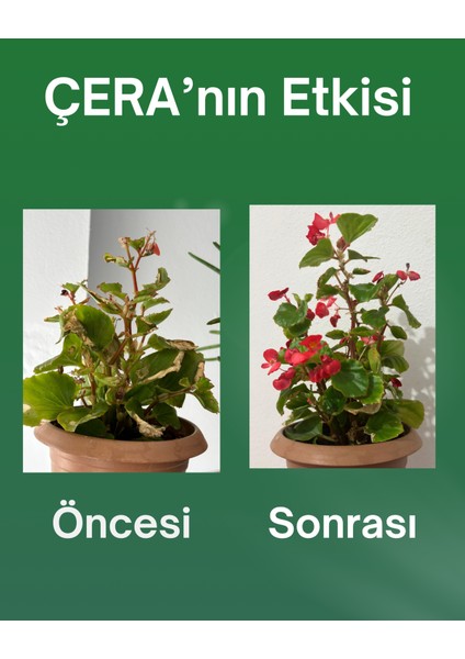 Cherry Mic Çera Bitki Besini fiyatları