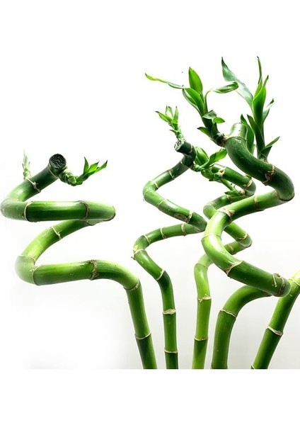 ŞANS BAMBUSU 3 ADET - 1 METRE LUCKY BAMBOO modelleri