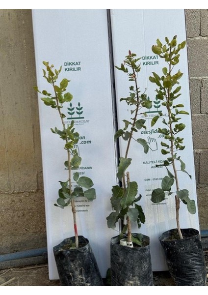 Uc1 Anaçlı, Tüplü 3 Adet (1 Erkek-2 Dişi) 2yaş ,aşılı Tekin Çeşit Antep Fıstığı fiyatları