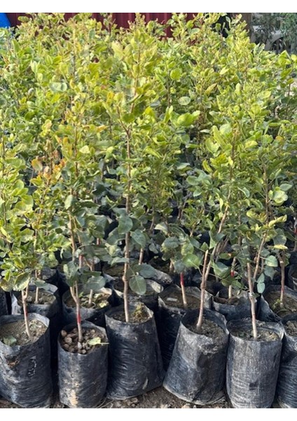 Uc1 Anaçlı, Tüplü 3 Adet (1 Erkek-2 Dişi) 2yaş ,aşılı Tekin Çeşit Antep Fıstığı fırsatları