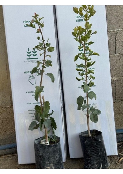 Uc1 Anaçlı, 2 Adet (1 Erkek-1 Dişi) 2yaş ,aşılı Tekin Çeşit Antep Fıstığı Boy 60-80 cm fiyatları