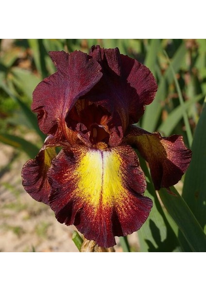 5 Adet Karışık Renk Iris Süsen Soğanı.yeni Mahsul 5 Renk. Çimlenme Garantili..çiçek Soğanı