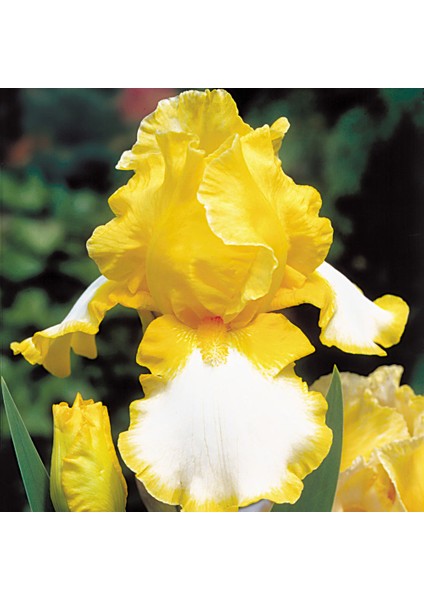 5 Adet Karışık Renk Iris Süsen Soğanı.yeni Mahsul 5 Renk. Çimlenme Garantili..çiçek Soğanı fiyatları