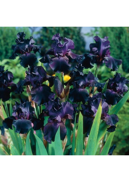 5 Adet Karışık Renk Iris Süsen Soğanı.yeni Mahsul 5 Renk. Çimlenme Garantili..çiçek Soğanı modelleri