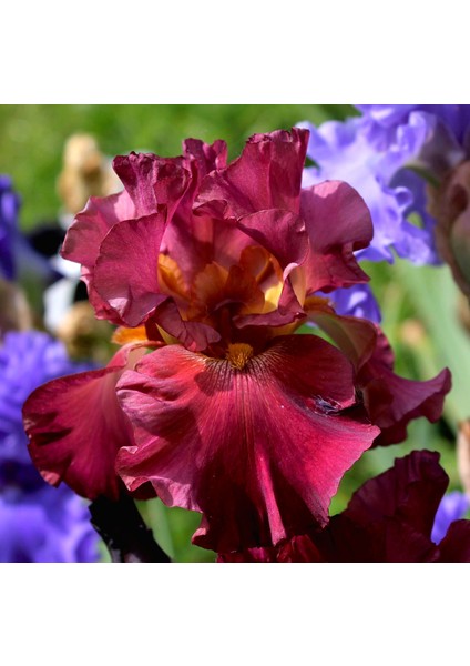 5 Adet Karışık Renk Iris Süsen Soğanı.yeni Mahsul 5 Renk. Çimlenme Garantili..çiçek Soğanı fırsatları