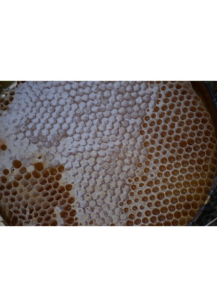 Doğal Karakovan Balı 1 kg indirimleri