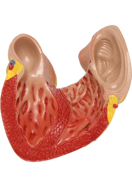 1: 1 Insan Kalp Modeli, Anatomik Olarak Doğru Kalp Modeli Yaşam Boyu Insan Iskeleti Bilim Sınıfı Çalışma Ekran Öğretim Modeli Için Anatomi (Yurt Dışından) indirimleri