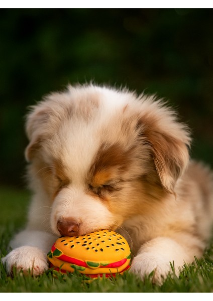 Hamburger Şeklinde Isıran Köpek Oyuncağı