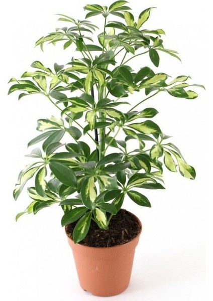 Şeflera Bitkisi (BOY 80CM İE 1M ARASI)