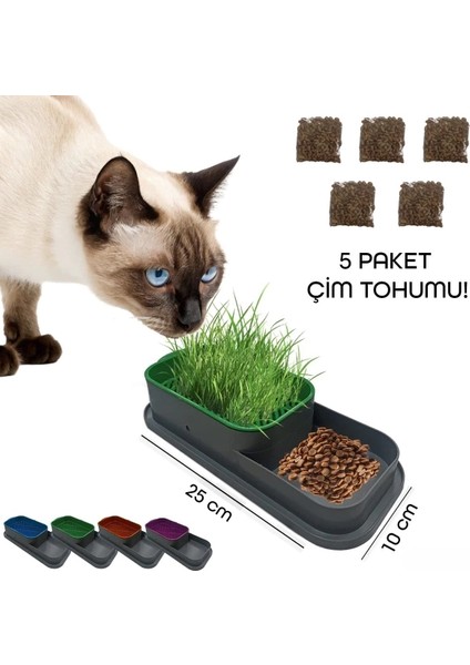 Topraksız Kedi Çimi Kabı