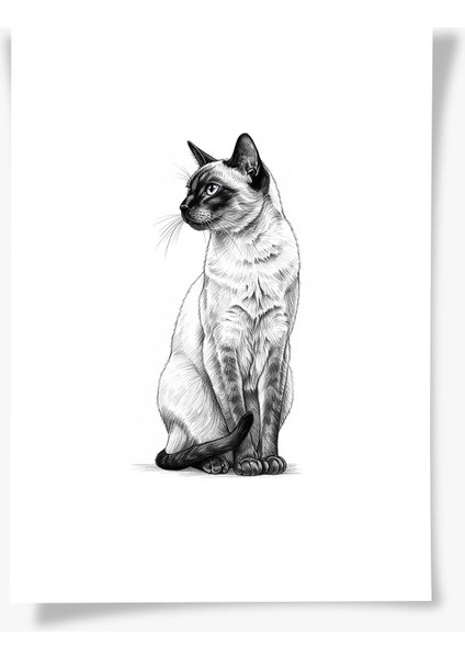 Karakalem Koleksiyonu Kedi Posteri