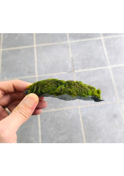 Marimo rock 7-10cm Doğal Lav Kayası ve Marimo Yosunu ile Akvaryum İçin Su Bakımı