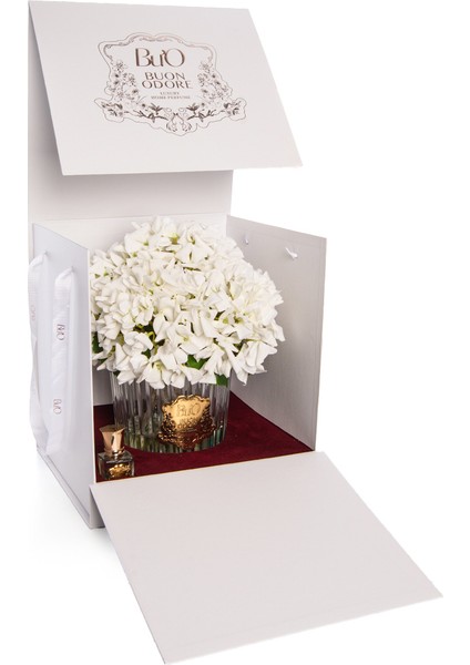 Beyaz Ortanca Gold Oda Kokusu fırsatları