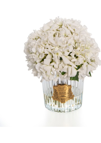 Beyaz Ortanca Gold Oda Kokusu