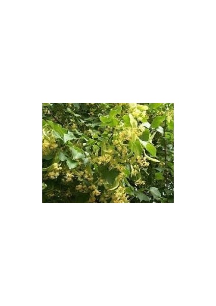 Tüplü Yediveren Blackberry Böğürtlen Fidanı