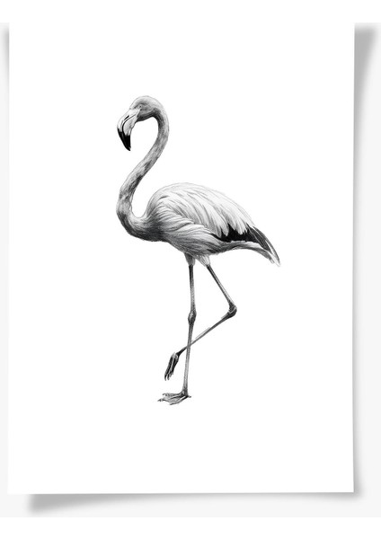 Karakalem Koleksiyonu Flamingo Posteri
