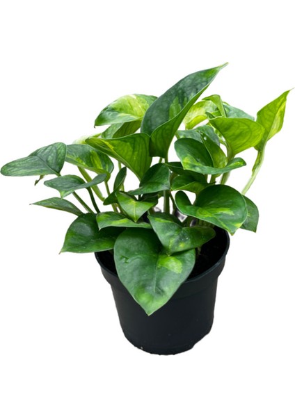Epipremnum 'Global Green' (Salon Sarmaşığı)