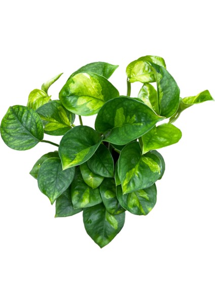 Epipremnum 'Global Green' (Salon Sarmaşığı) fiyatları