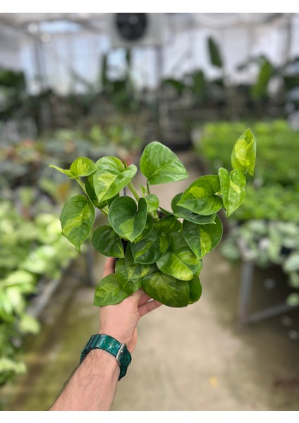 Epipremnum 'Global Green' (Salon Sarmaşığı) modelleri