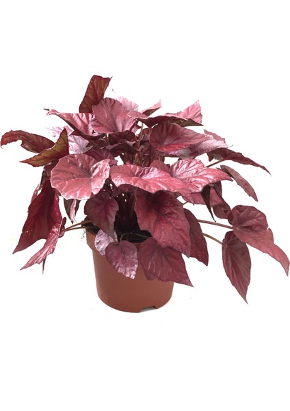 Begonia Rex 'Inca Flame' (Begonya Çiçeği)