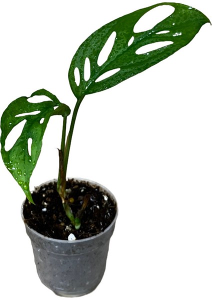 Monstera Adansonii 'Laniata' (Deve Tabanı)