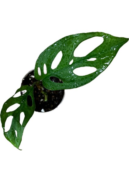 Monstera Adansonii 'Laniata' (Deve Tabanı) fiyatları