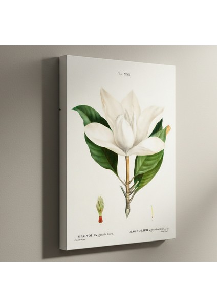 Vintage Magnolia Grandiflora Botanik Illüstrasyon Tablosu