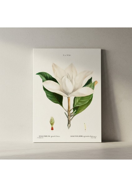 Vintage Magnolia Grandiflora Botanik Illüstrasyon Tablosu fiyatları