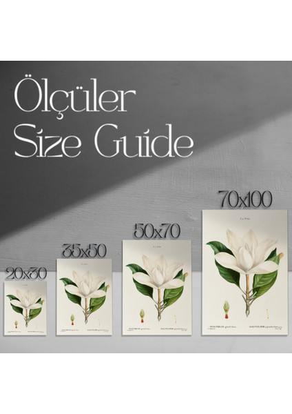 Vintage Magnolia Grandiflora Botanik Illüstrasyon Tablosu modelleri