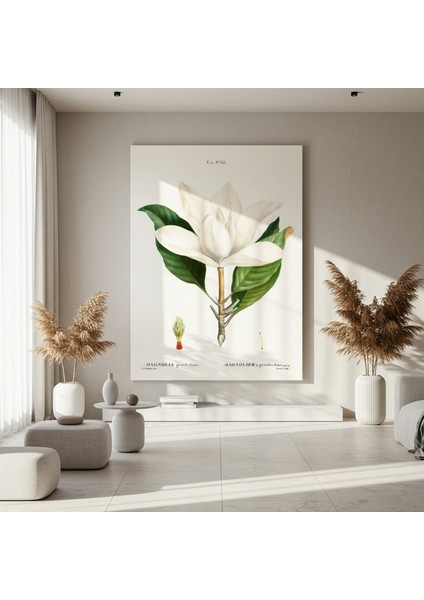 Vintage Magnolia Grandiflora Botanik Illüstrasyon Tablosu fırsatları