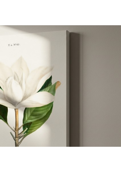 Vintage Magnolia Grandiflora Botanik Illüstrasyon Tablosu indirimleri