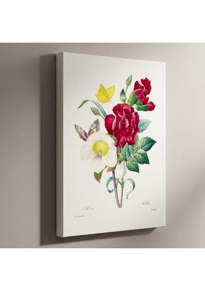 Vintage Botanik Çiçek Illüstrasyon Tablosu