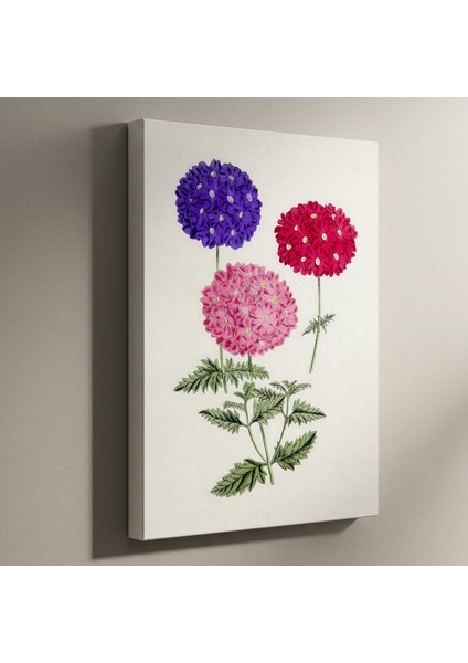 Üç Renkli Verbena Botanik Illüstrasyon Tablosu