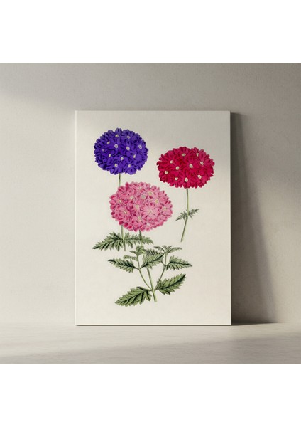 Üç Renkli Verbena Botanik Illüstrasyon Tablosu fiyatları