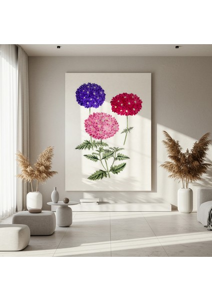 Üç Renkli Verbena Botanik Illüstrasyon Tablosu fırsatları