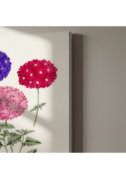 Üç Renkli Verbena Botanik Illüstrasyon Tablosu indirimleri