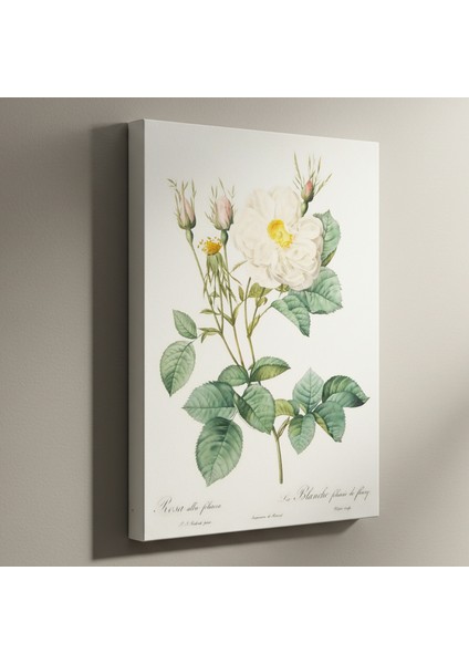 Vintage Beyaz Gül Botanik Illüstrasyon Tablosu