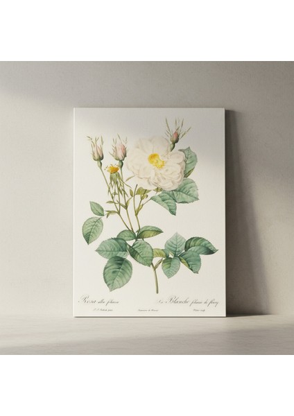 Vintage Beyaz Gül Botanik Illüstrasyon Tablosu fiyatları