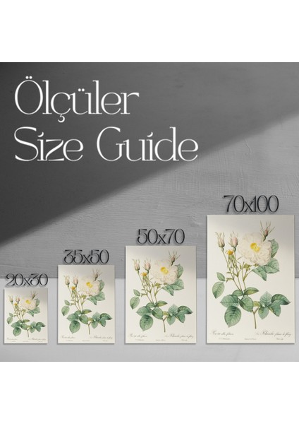 Vintage Beyaz Gül Botanik Illüstrasyon Tablosu modelleri