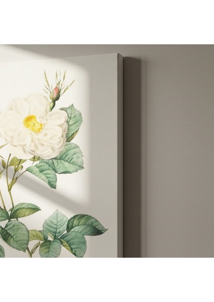 Vintage Beyaz Gül Botanik Illüstrasyon Tablosu indirimleri