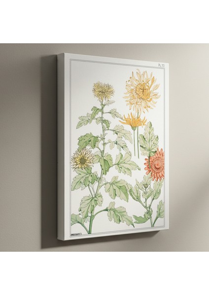 Vintage Krizantem Botanik Illüstrasyon Tablosu