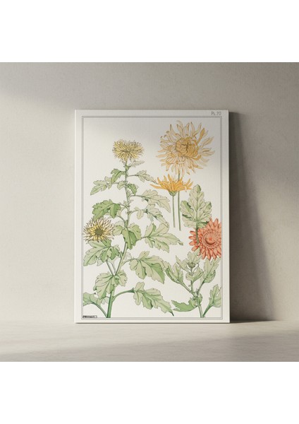 Vintage Krizantem Botanik Illüstrasyon Tablosu fiyatları