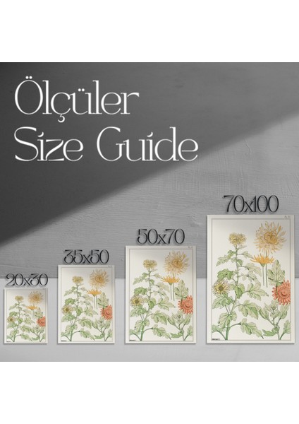 Vintage Krizantem Botanik Illüstrasyon Tablosu modelleri