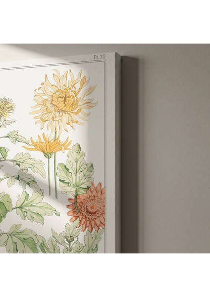 Vintage Krizantem Botanik Illüstrasyon Tablosu indirimleri