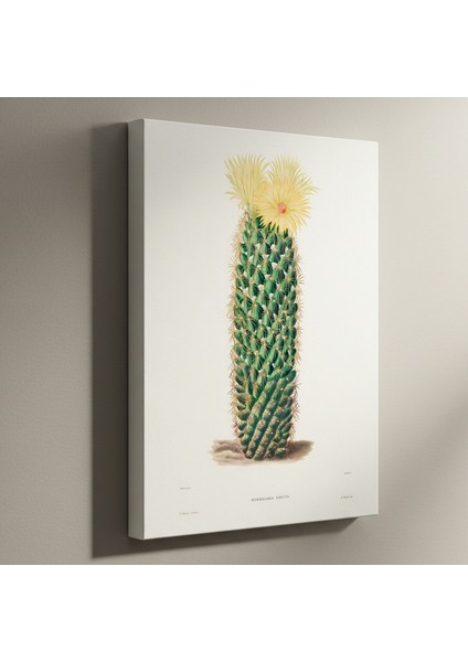 Vintage Kaktüs Botanik Illüstrasyon Tablosu