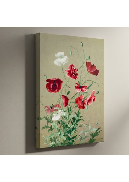 Kırmızı ve Beyaz Haşhaş Çiçekleri Botanik Illüstrasyon Tablosu