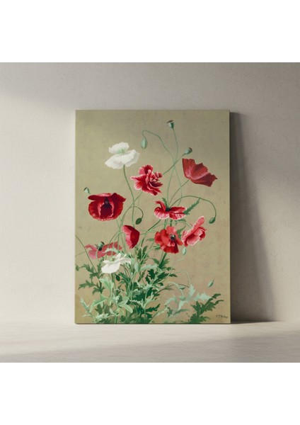 Kırmızı ve Beyaz Haşhaş Çiçekleri Botanik Illüstrasyon Tablosu fiyatları